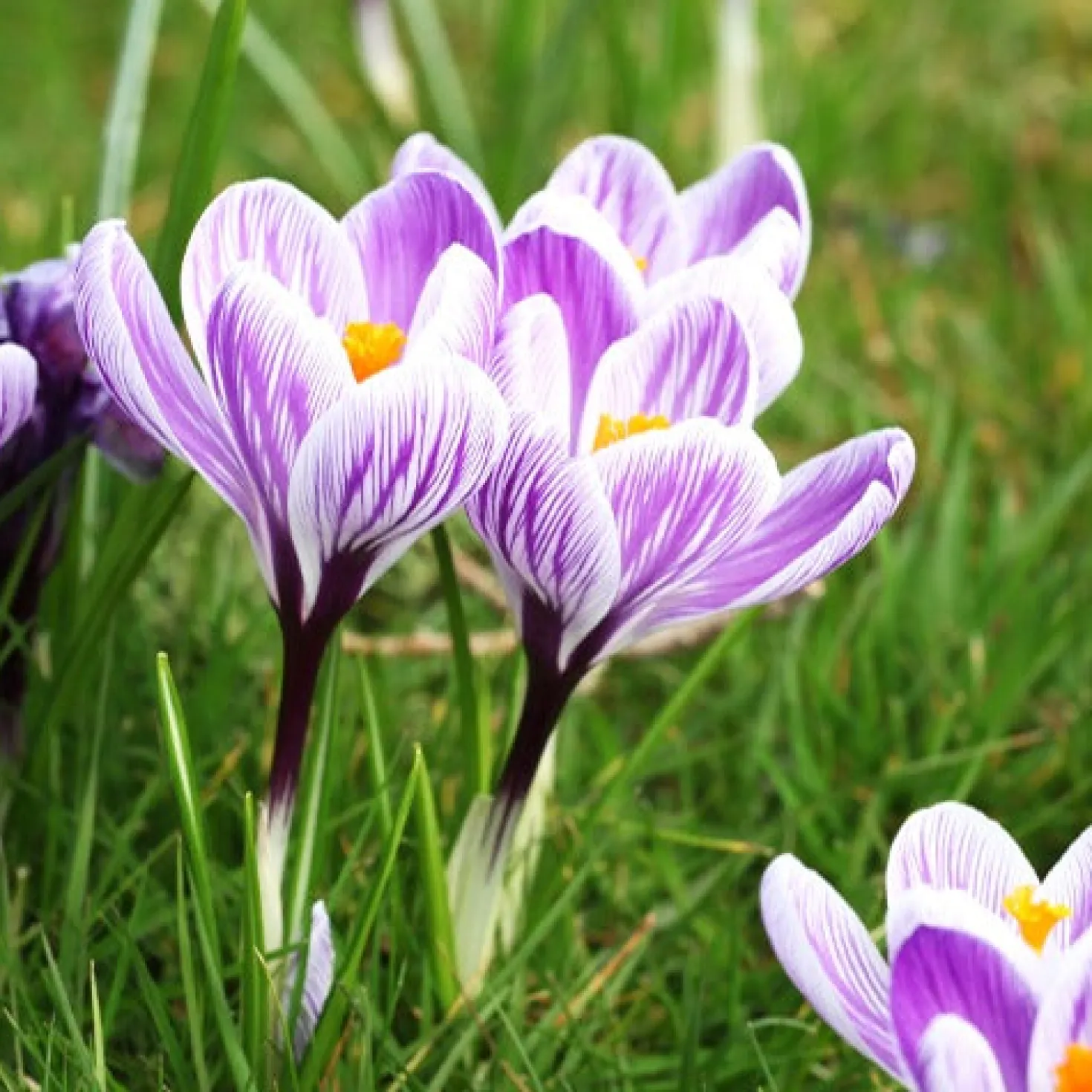 Krokus 'Pickwick' (x15) - Gestreifte Frühlingsboten