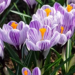 Krokus 'Pickwick' (x15) - Gestreifte Frühlingsboten