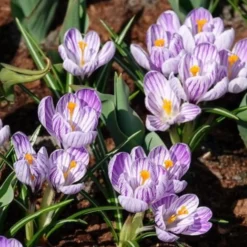 Krokus 'Pickwick' (x15) - Gestreifte Frühlingsboten