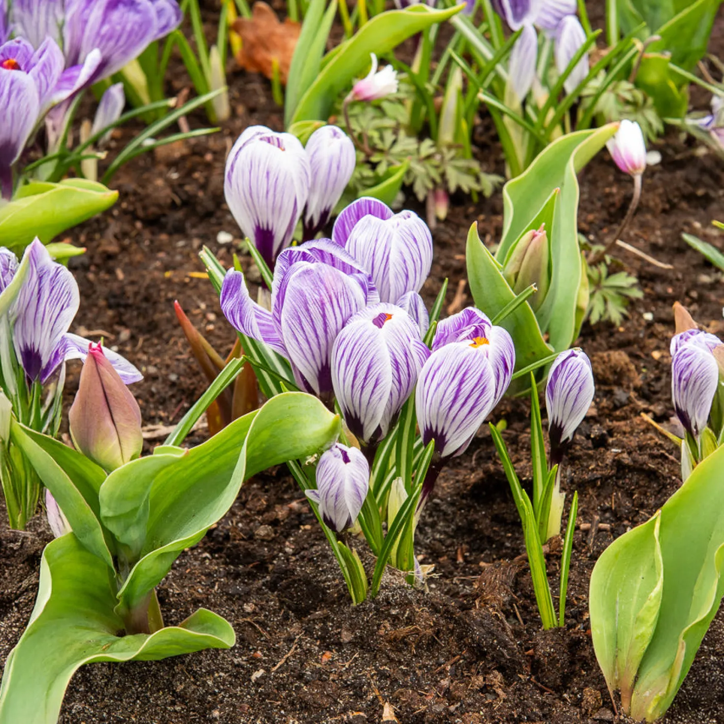 Krokus 'Pickwick' (x15) - Gestreifte Frühlingsboten