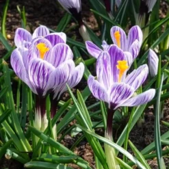 Krokus 'Pickwick' (x15) - Gestreifte Frühlingsboten