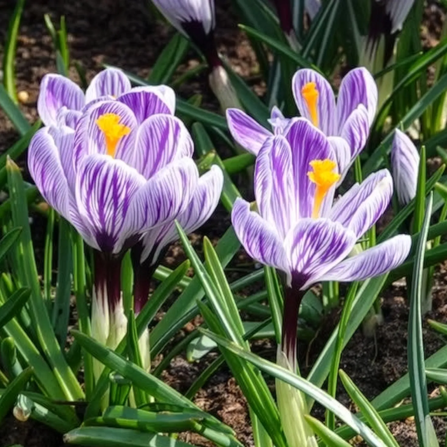 Krokus 'Pickwick' (x15) - Gestreifte Frühlingsboten