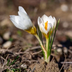 Krokusse Ard Schenk - Weiß leuchtet im Winter
