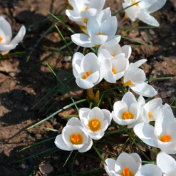 Krokusse Ard Schenk - Weiß leuchtet im Winter