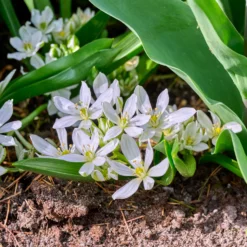 Krokusse Ard Schenk - Weiß leuchtet im Winter