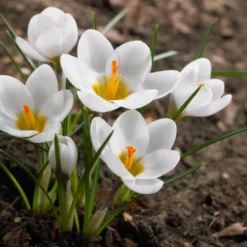 Krokusse Ard Schenk - Weiß leuchtet im Winter