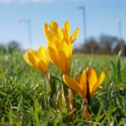 Krokusse Gelbe Riesen (x15) - Sonnengelb schon im Februar