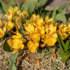 Krokusse Gelbe Riesen (x15) - Sonnengelb schon im Februar