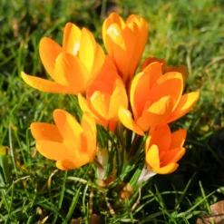 Krokusse Gelbe Riesen (x15) - Sonnengelb schon im Februar