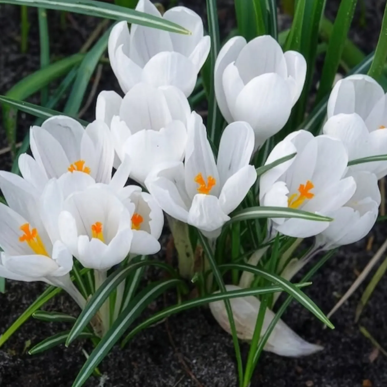 Krokusse ‘Jeanne d’Arc’ (x15) - Reinweiß, sobald der Schnee weicht