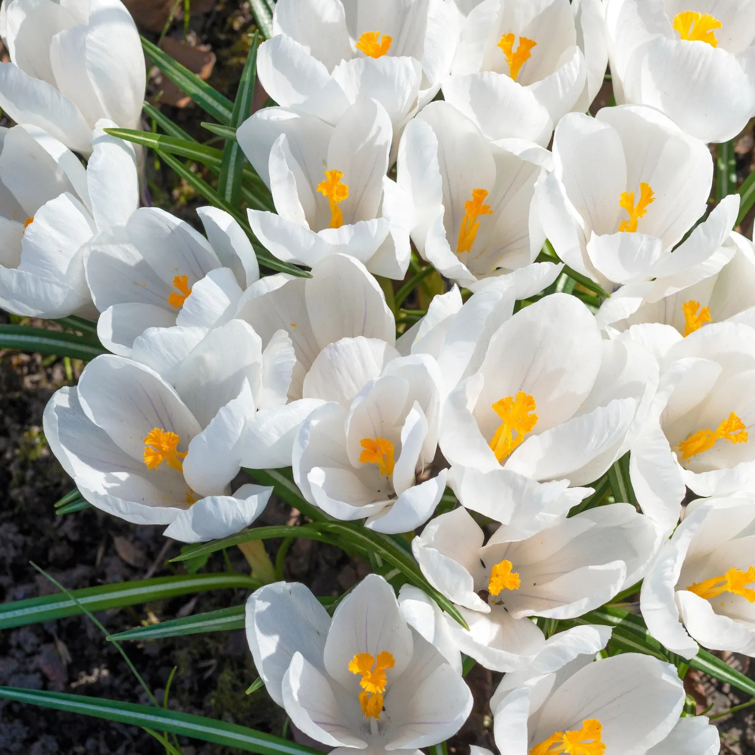 Krokusse ‘Jeanne d’Arc’ (x15) - Reinweiß, sobald der Schnee weicht