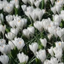Krokusse ‘Jeanne d’Arc’ (x15) - Reinweiß, sobald der Schnee weicht