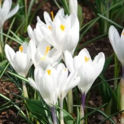 Krokusse ‘Jeanne d’Arc’ (x15) - Reinweiß, sobald der Schnee weicht