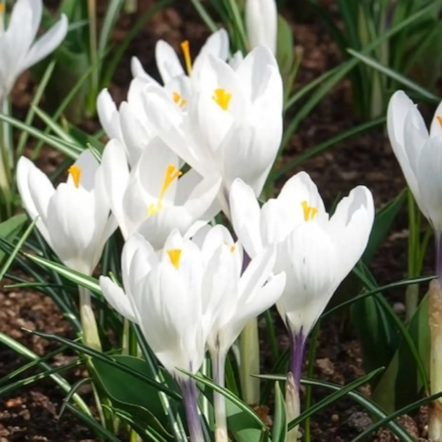 Krokusse ‘Jeanne d’Arc’ (x15) - Reinweiß, sobald der Schnee weicht