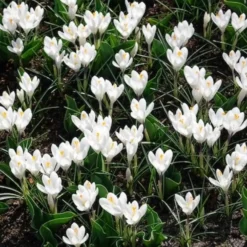 Krokusse ‘Jeanne d’Arc’ (x15) - Reinweiß, sobald der Schnee weicht