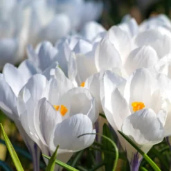 Krokusse ‘Jeanne d’Arc’ (x15) - Reinweiß, sobald der Schnee weicht