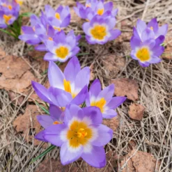 Krokusse Sublime Tricolor - Dreifarbige Blüten im März