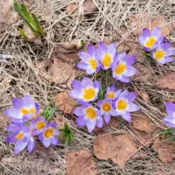 Krokusse Sublime Tricolor - Dreifarbige Blüten im März