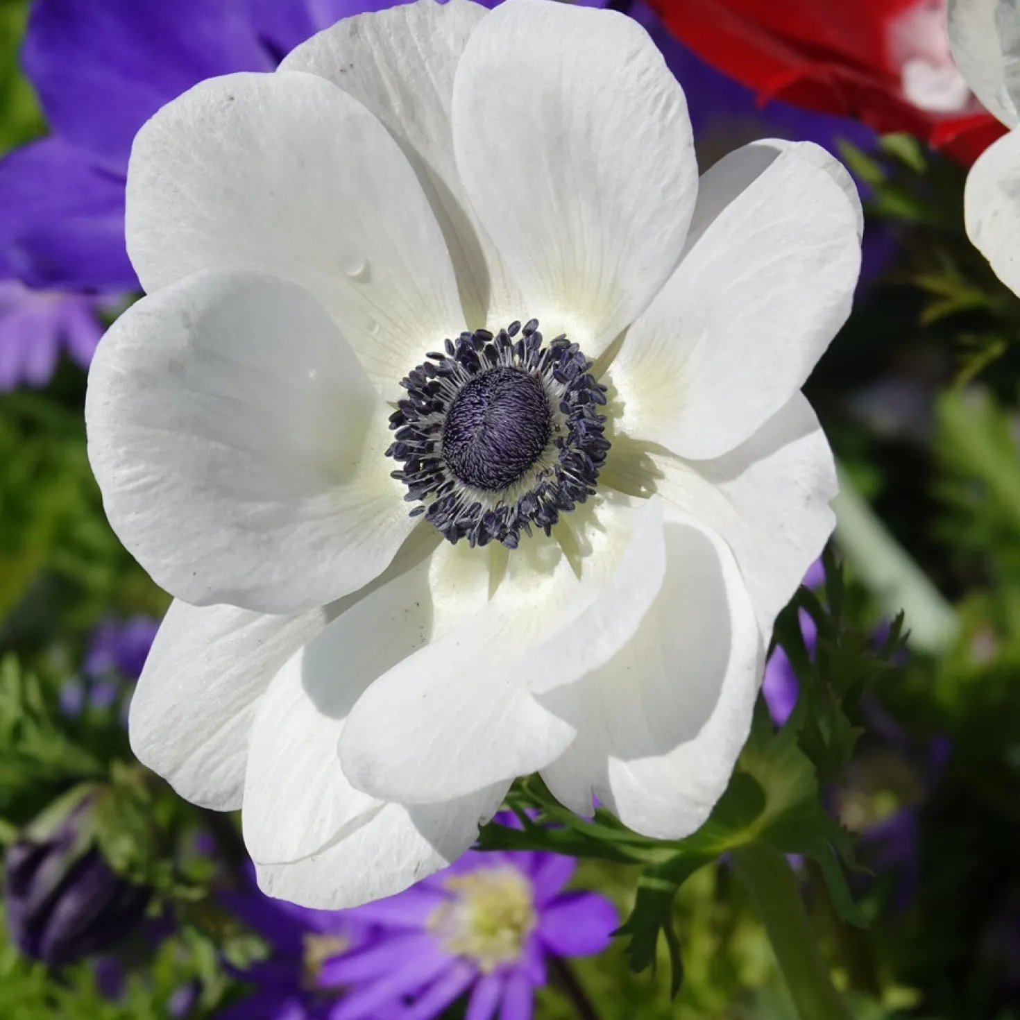 Kronen-Anemonen ‘The Bride’ - Reines Weiß im Frühling