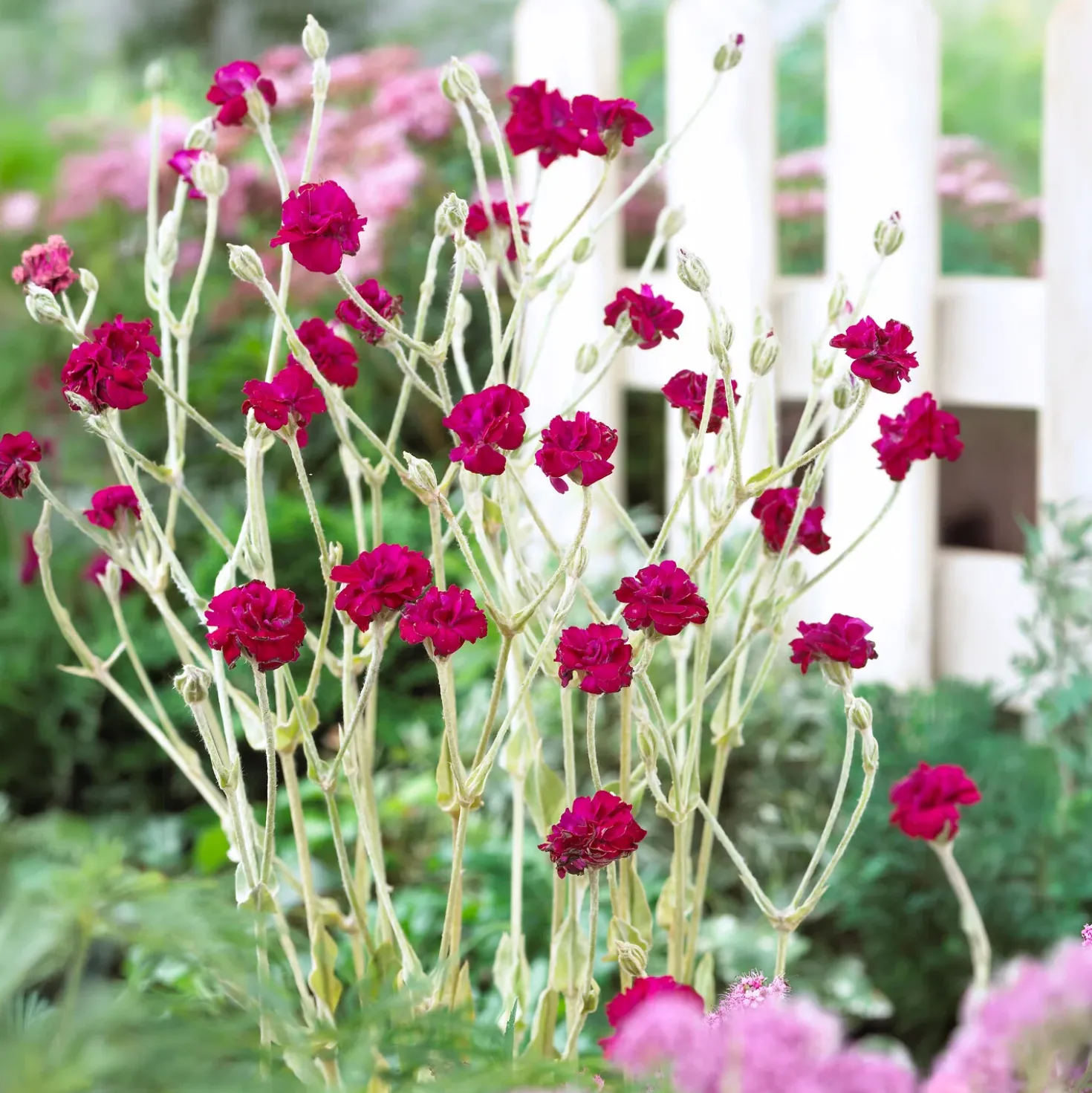 Kronen-Lichtnelke 'Gardeners World' - Fuchsia, das sofort auffällt