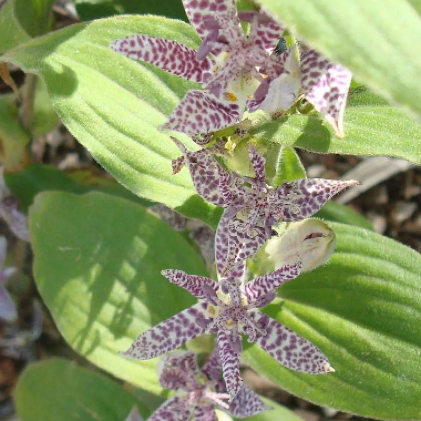 Krötenlilie 'Miyazaki' (Tricyrtis) - Exotik für den Schatten