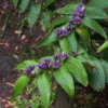 Krötenlilie - Späte Blüten im Schatten