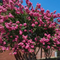 Kräuselmyrte ‘Turenne’ rosa - Blütenzauber den ganzen Sommer
