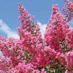 Kräuselmyrte ‘Turenne’ rosa - Blütenzauber den ganzen Sommer
