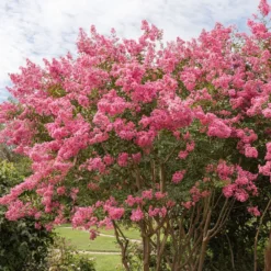 Kräuselmyrte ‘Turenne’ rosa - Blütenzauber den ganzen Sommer