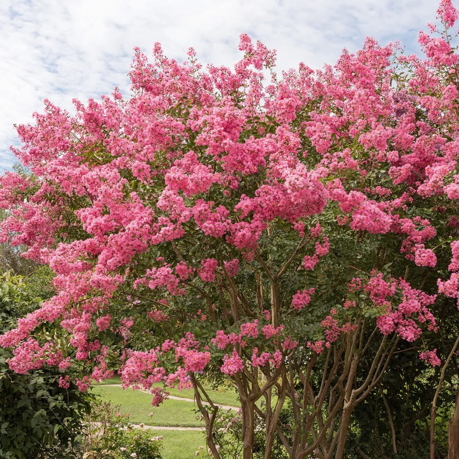 Kräuselmyrte ‘Turenne’ rosa - Blütenzauber den ganzen Sommer