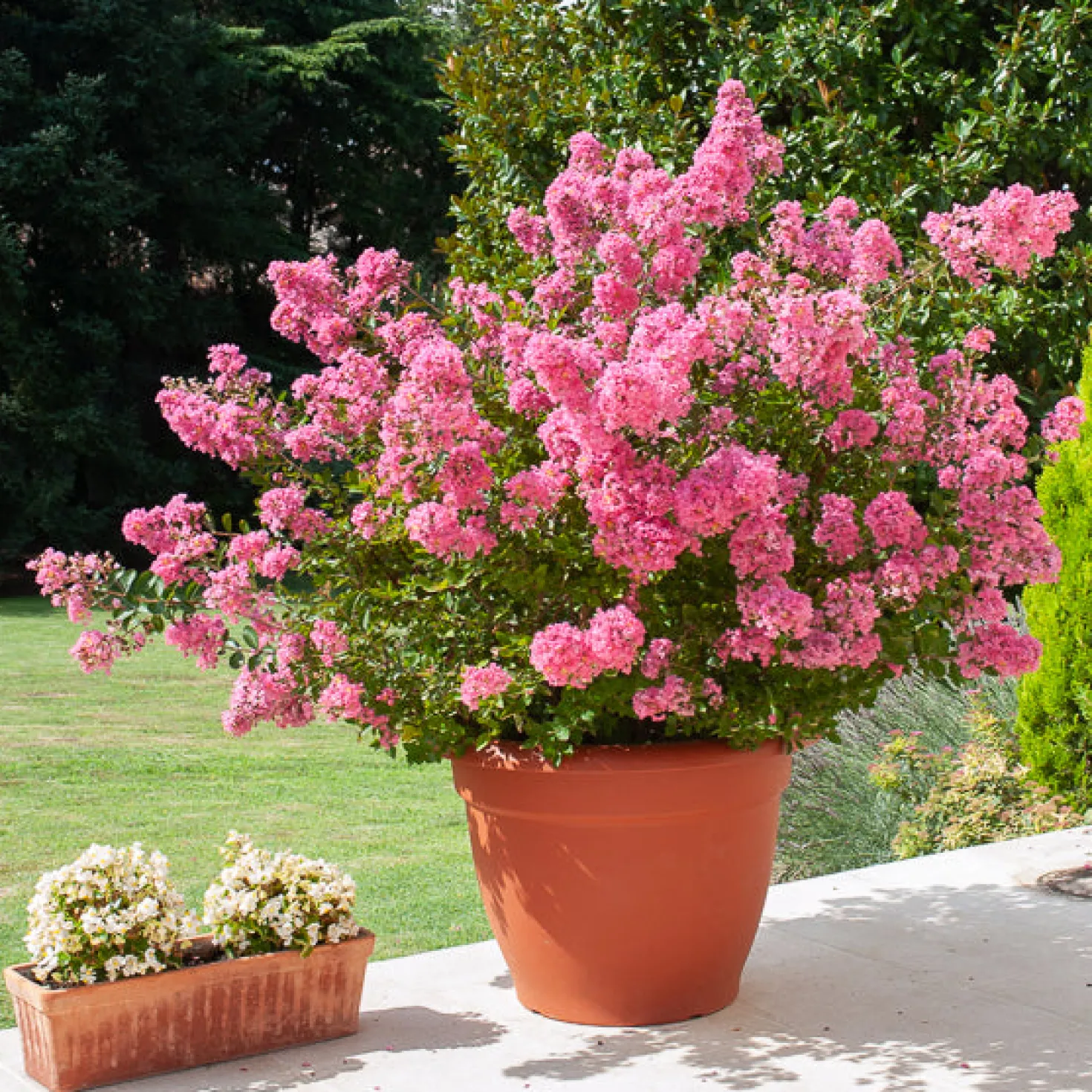 Kräuselmyrte ‘Turenne’ rosa - Blütenzauber den ganzen Sommer