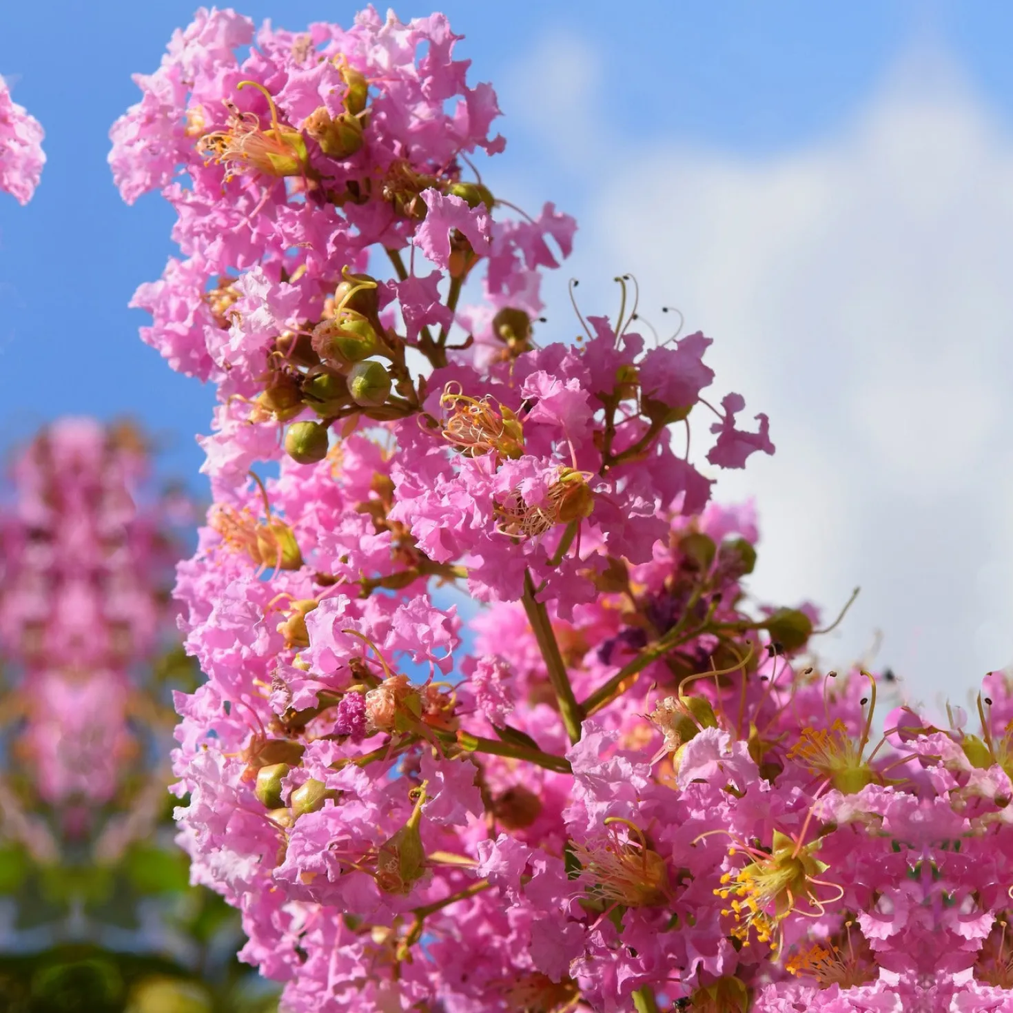 Kräuselmyrte ‘Turenne’ rosa - Blütenzauber den ganzen Sommer