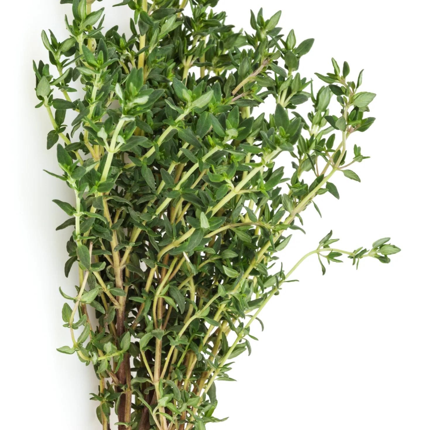 Kräuterpflanzen-Kollektion Basilikum, Schnittlauch, Petersilie, Thymian (x4) - Duftende Mischung für frische Gerichte
