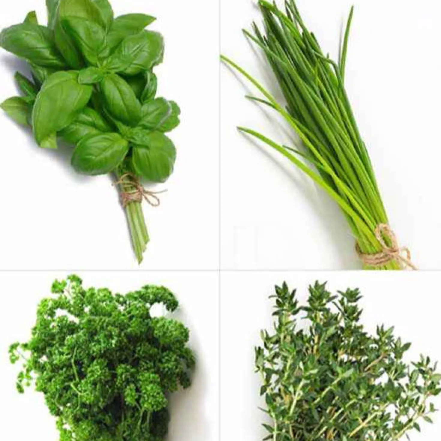 Kräuterpflanzen-Kollektion Basilikum, Schnittlauch, Petersilie, Thymian (x4) - Duftende Mischung für frische Gerichte