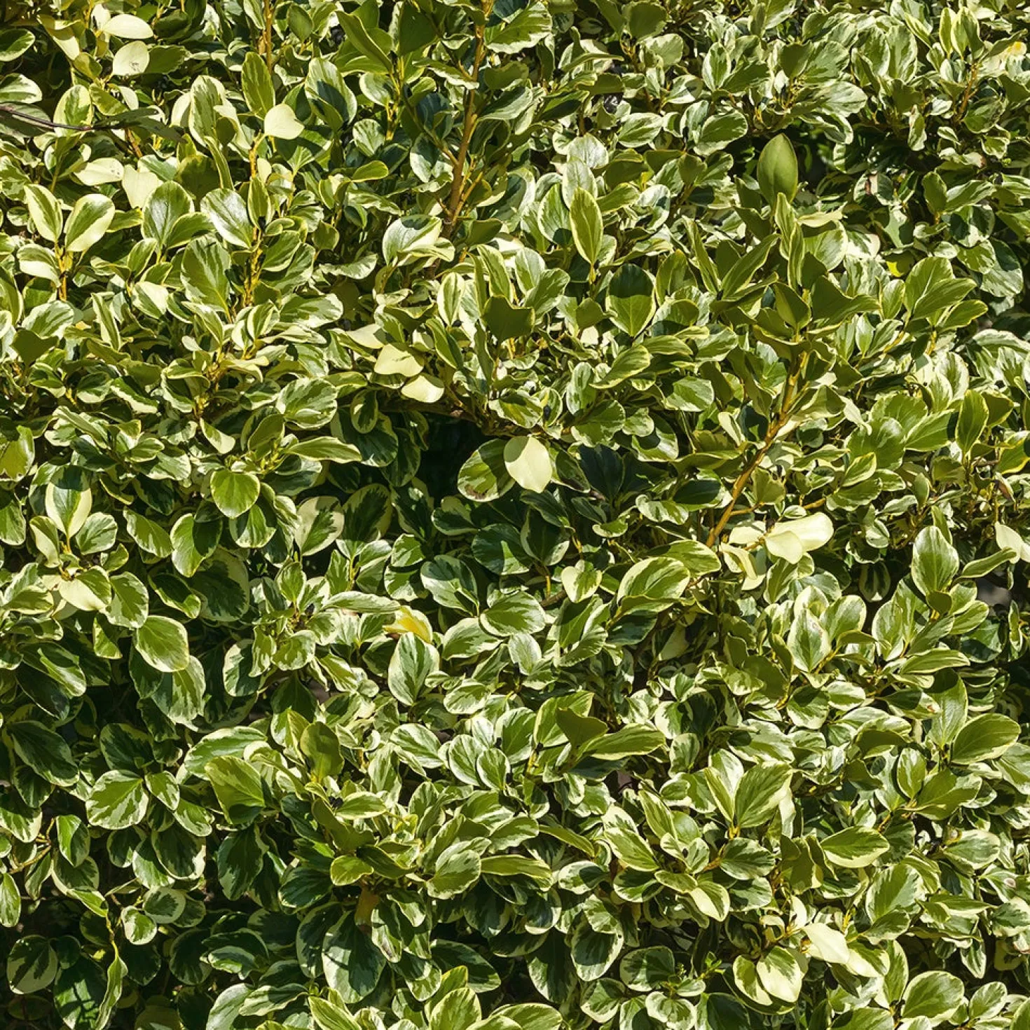 Küsten-Griselinie ‘Variegata’ - Sofort mehr Licht im Beet