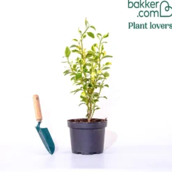 Küsten-Griselinie ‘Variegata’ - Sofort mehr Licht im Beet