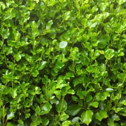 Küsten-Griselinie - Windfeste Hecke, satt grün
