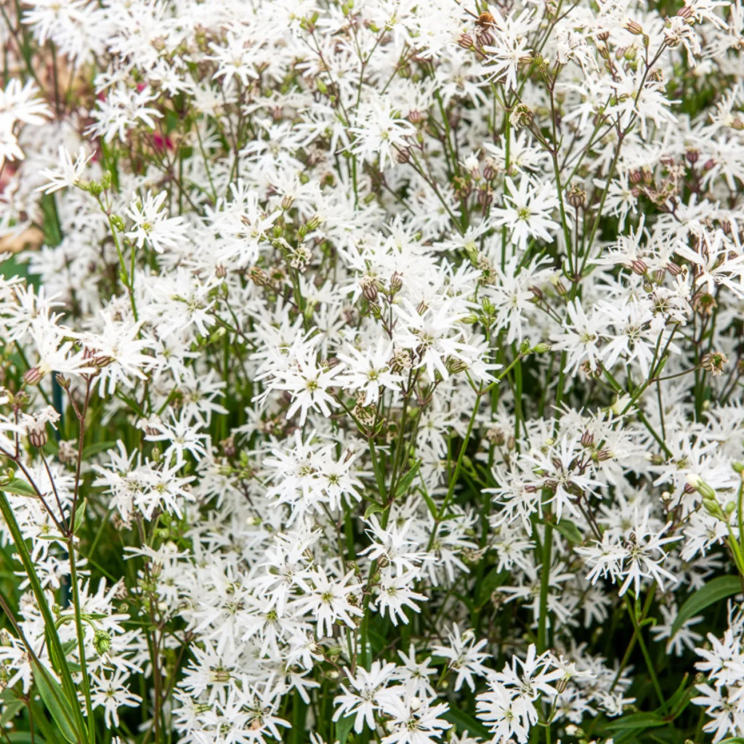 Kuckucks-Lichtnelke White Robin - Weiße Blüten für nasse Ecken