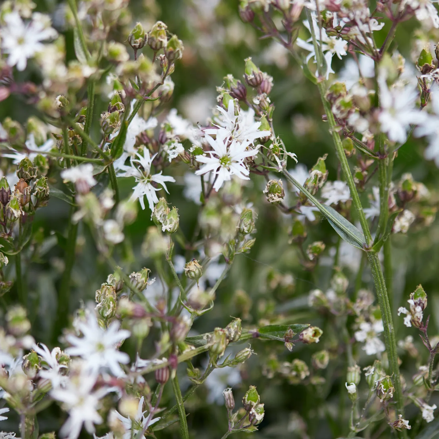Kuckucks-Lichtnelke White Robin - Weiße Blüten für nasse Ecken