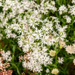 Kuckucks-Lichtnelke White Robin - Weiße Blüten für nasse Ecken