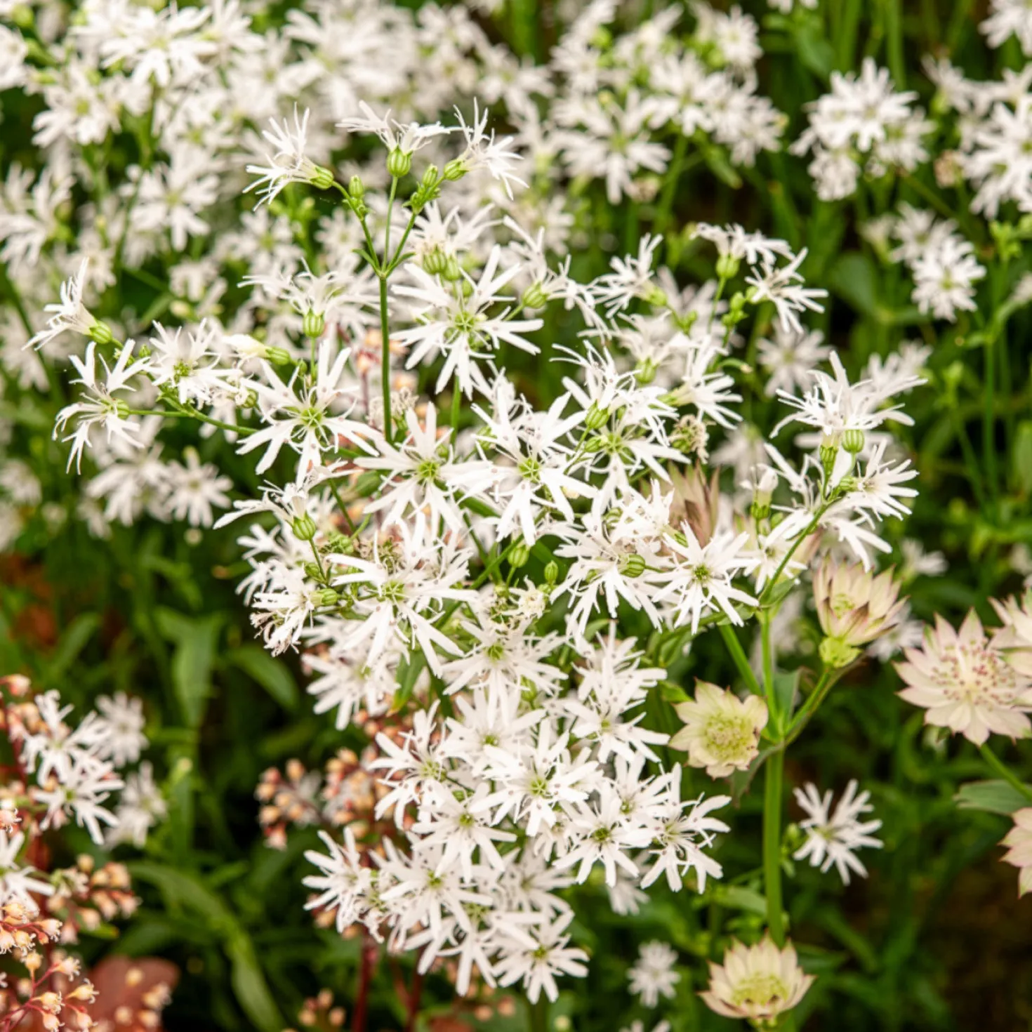 Kuckucks-Lichtnelke White Robin - Weiße Blüten für nasse Ecken