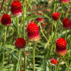 Kugelamarant Strawberry Fields - Rote Kugeln den ganzen Sommer