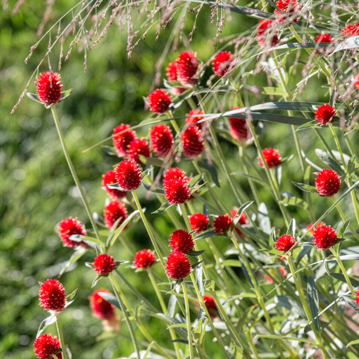 Kugelamarant Strawberry Fields - Rote Kugeln den ganzen Sommer