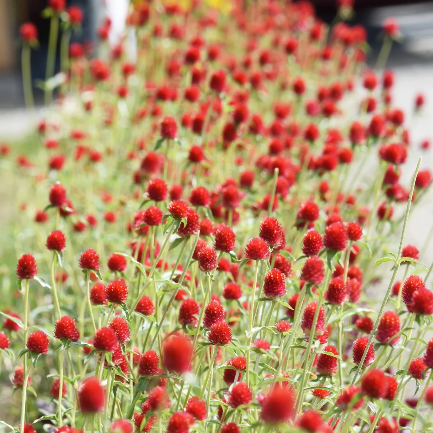 Kugelamarant Strawberry Fields - Rote Kugeln den ganzen Sommer