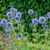 Kugeldistel - Blaue Kugeln für Bienen