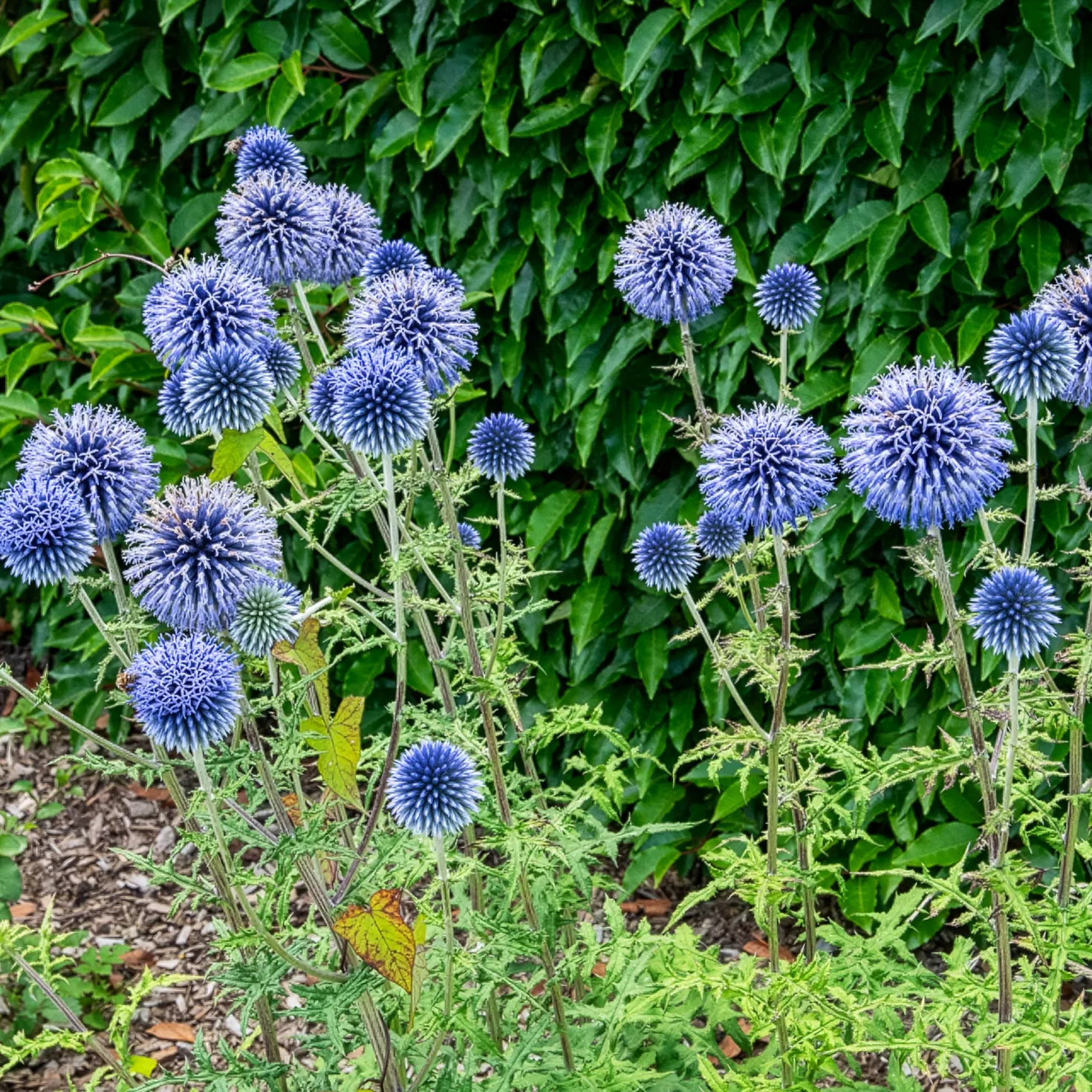 Kugeldistel - Blaue Kugeln für Bienen