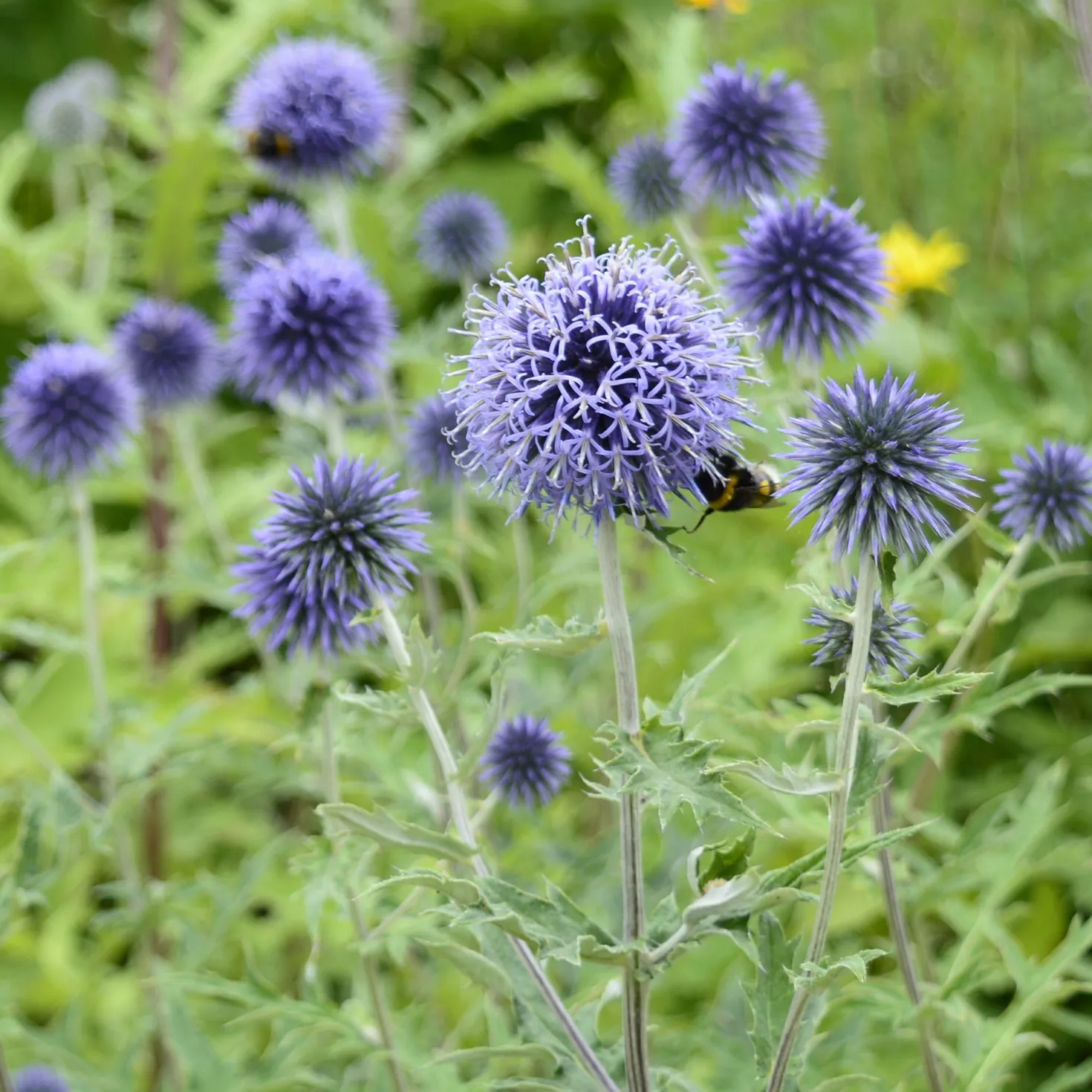 Kugeldistel - Blaue Kugeln für Bienen