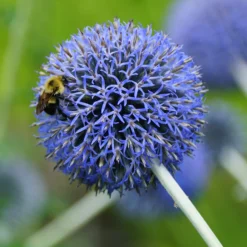 Kugeldistel Blue Globe - Blaue Kugeln, echter Blickfang