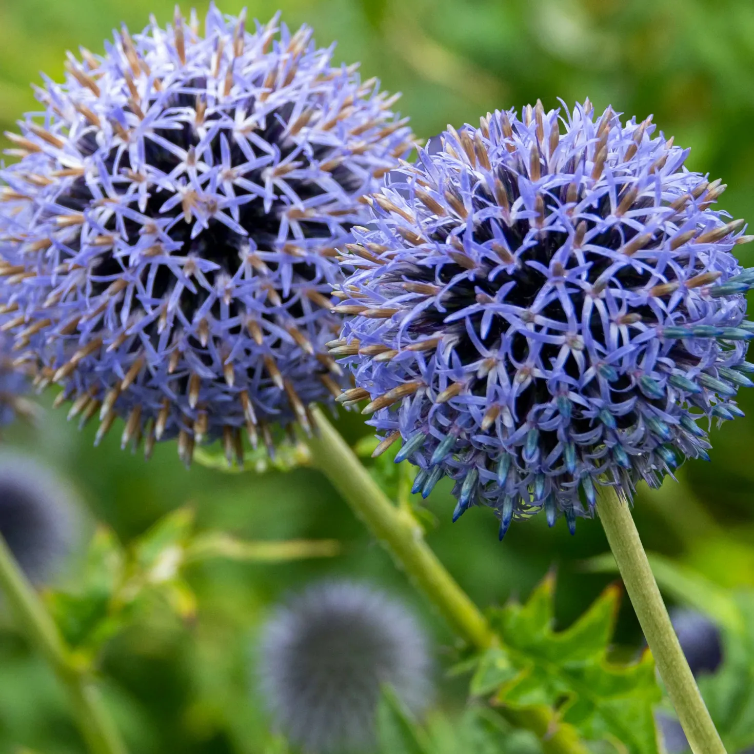 Kugeldistel Blue Globe - Blaue Kugeln, echter Blickfang
