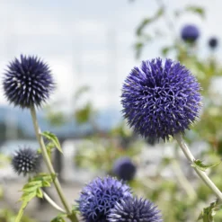 Kugeldistel Blue Globe - Blaue Kugeln, echter Blickfang